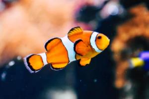 国内篮球职业赛场激烈角逐引发热议